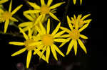 Roundleaf ragwort